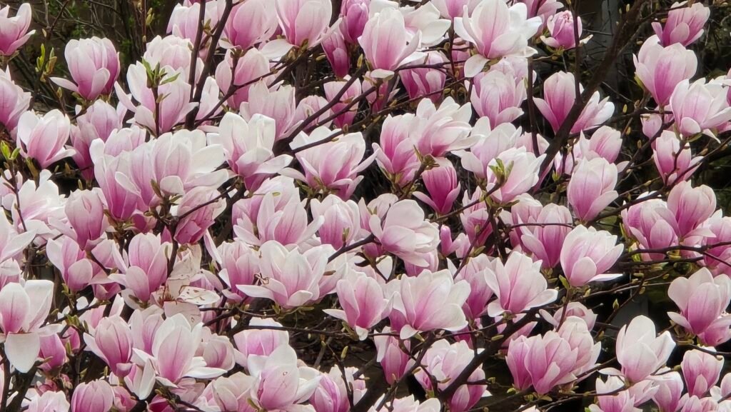 Magnolia blossoms in Strasbourg near Parc de l’Orangerie with nearby residential homes