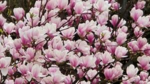 Magnolia blossoms in Strasbourg near Parc de l’Orangerie with nearby residential homes